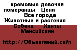 кремовые девочки померанцы › Цена ­ 30 000 - Все города Животные и растения » Собаки   . Ханты-Мансийский